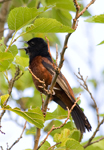 Orchard Oriole 7689
